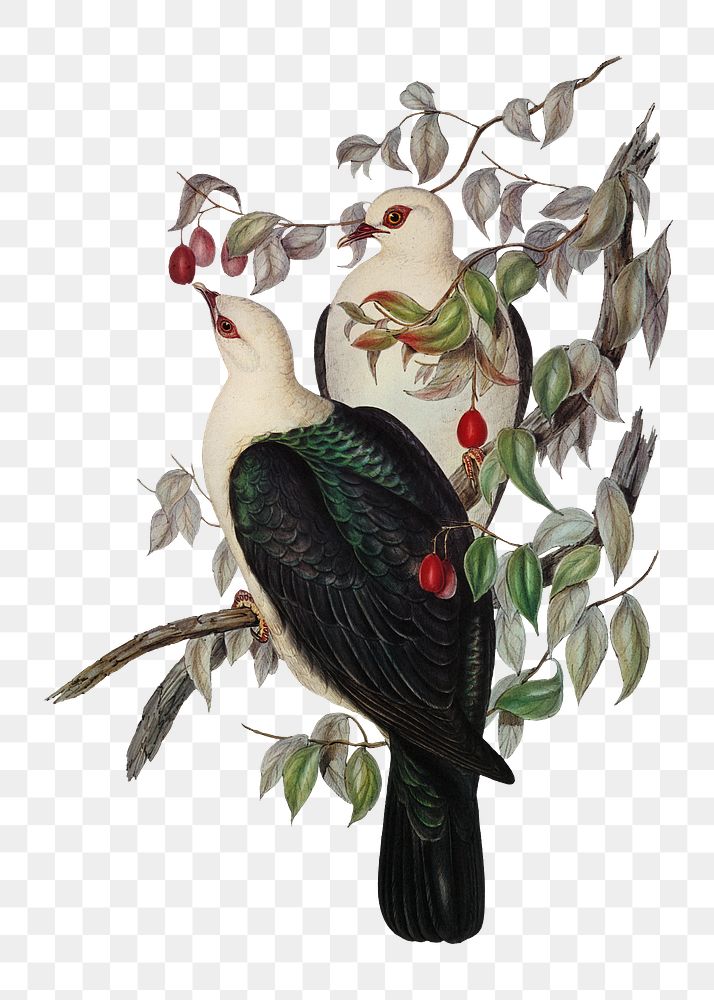 White-headed fruit pigeon png bird sticker, transparent background
