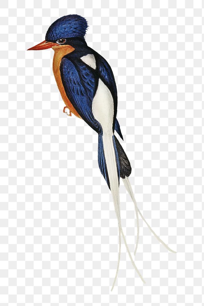 White-tailed kingfisher png bird sticker, transparent background