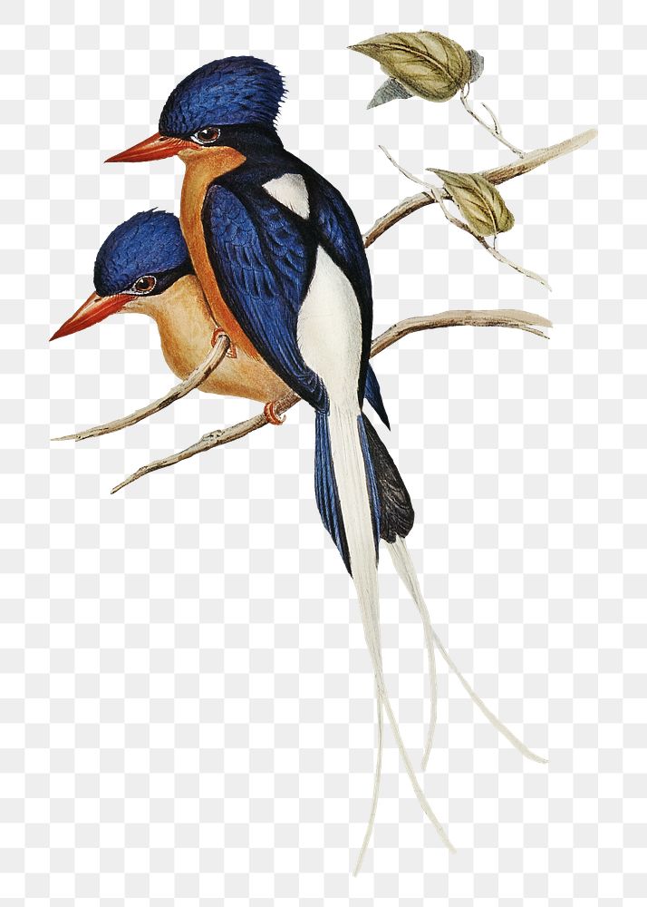White-tailed kingfisher png bird sticker, transparent background