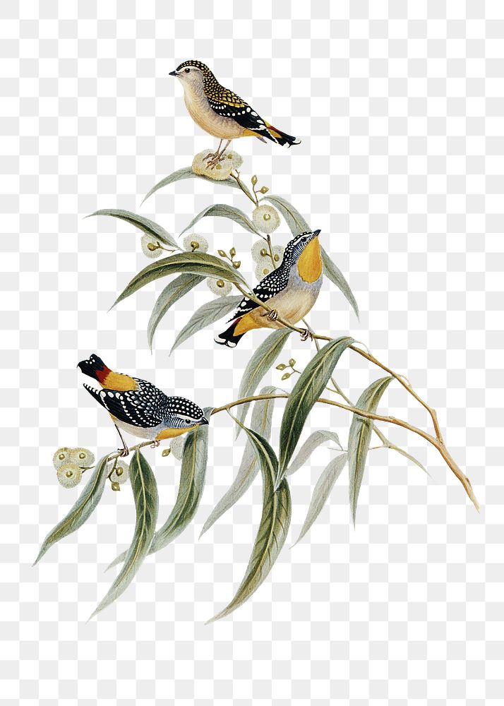 Yellow-rumped pardalote png bird sticker, transparent background