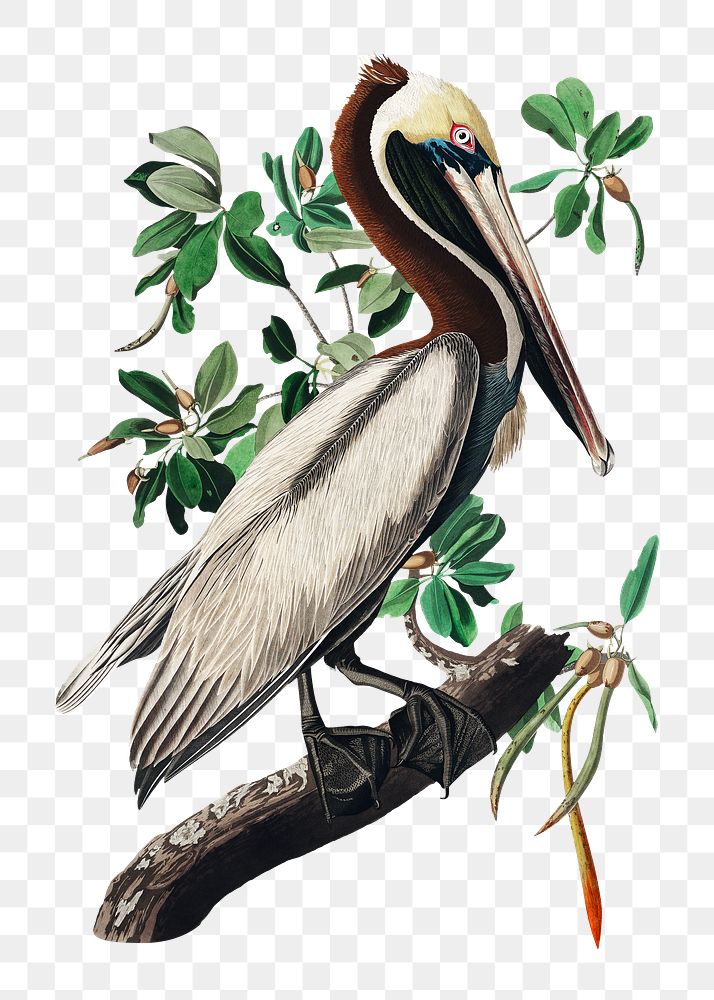 Brown pelican png bird sticker, transparent background