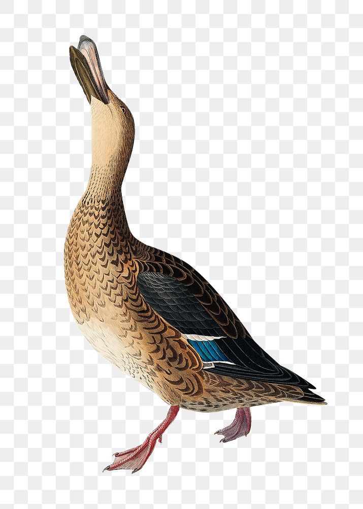Shoveller duck png bird sticker, transparent background
