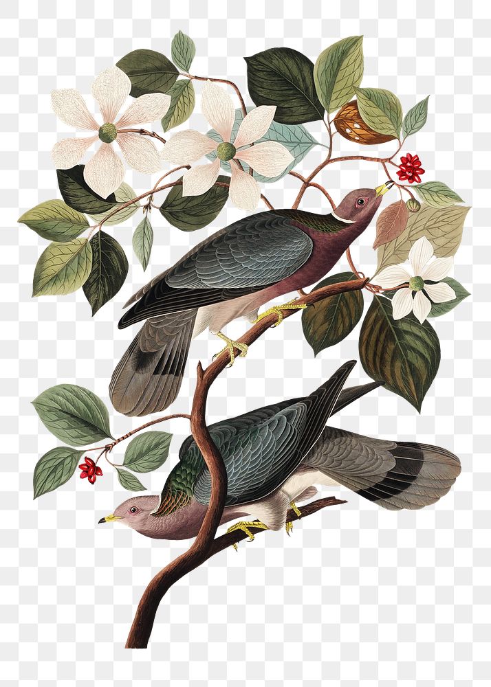 Band-tailed pigeon png bird sticker, transparent background