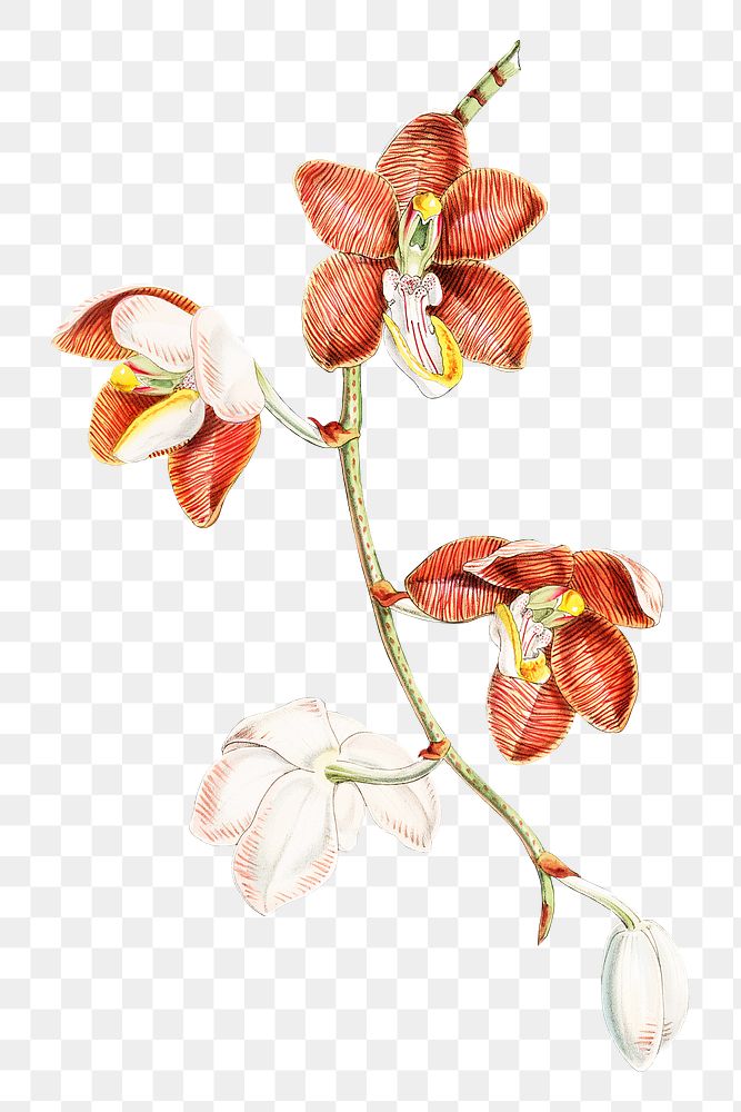 Vanda Cathcarti, Lindley flower png sticker, transparent background, vintage Himalayan plants illustration.  Remixed by…