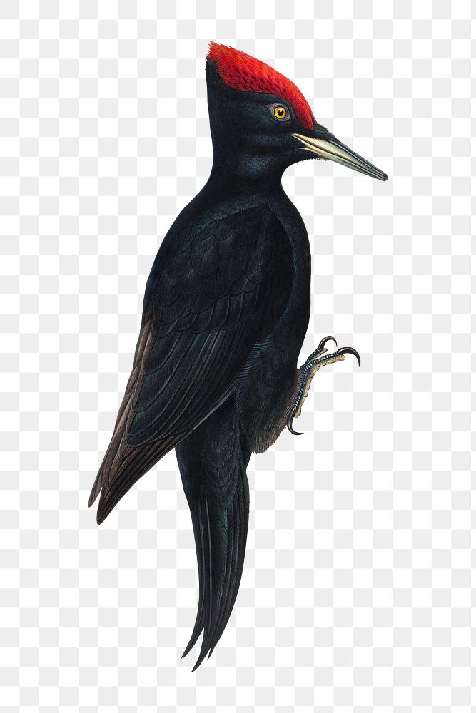 Great Black Woodpecker png bird sticker, vintage animal illustration, transparent background