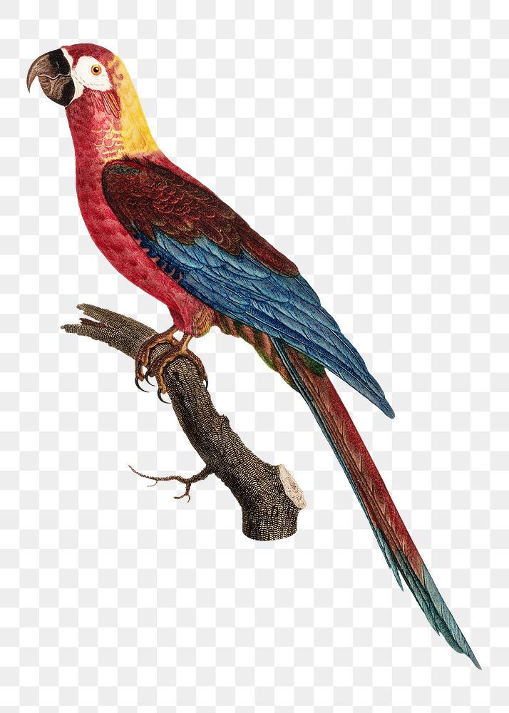 Cuban macaw parrot png bird sticker, vintage animal illustration, transparent background
