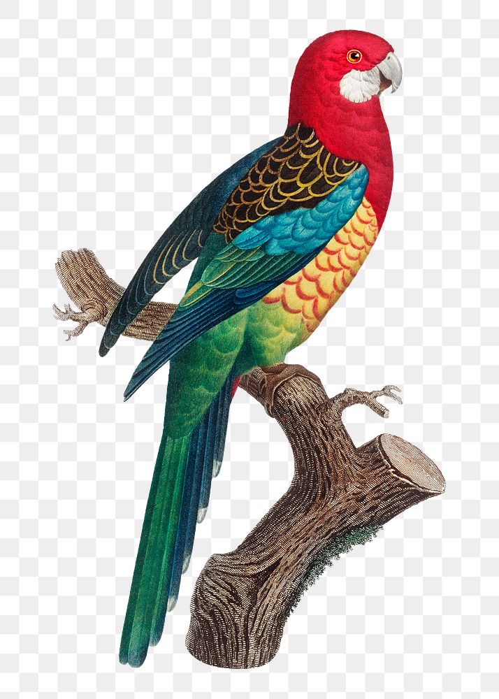 Eastern Rosella parrot png bird sticker, vintage animal illustration, transparent background