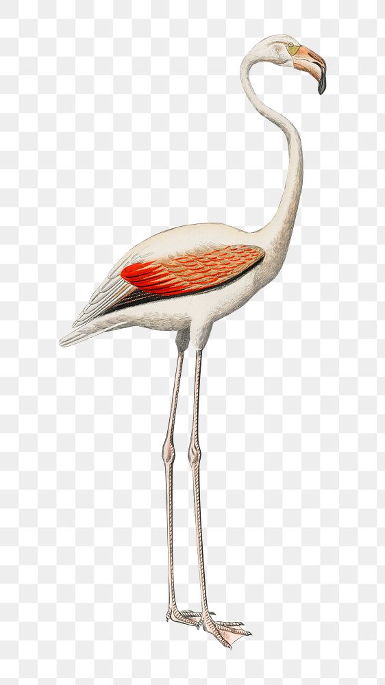 White flamingo png bird sticker, vintage animal illustration, transparent background