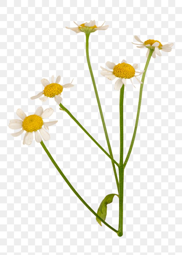 White daisy png sticker, transparent background