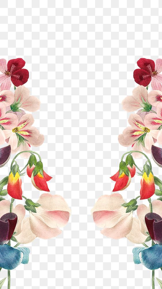 Sweet pea png floral border sticker, painting by Pierre Joseph Redouté on transparent background. Remixed by rawpixel.