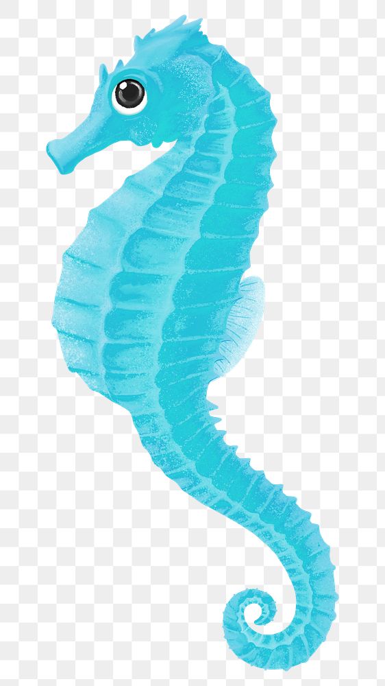 Turquoise seahorse png sticker, animal illustration, transparent background