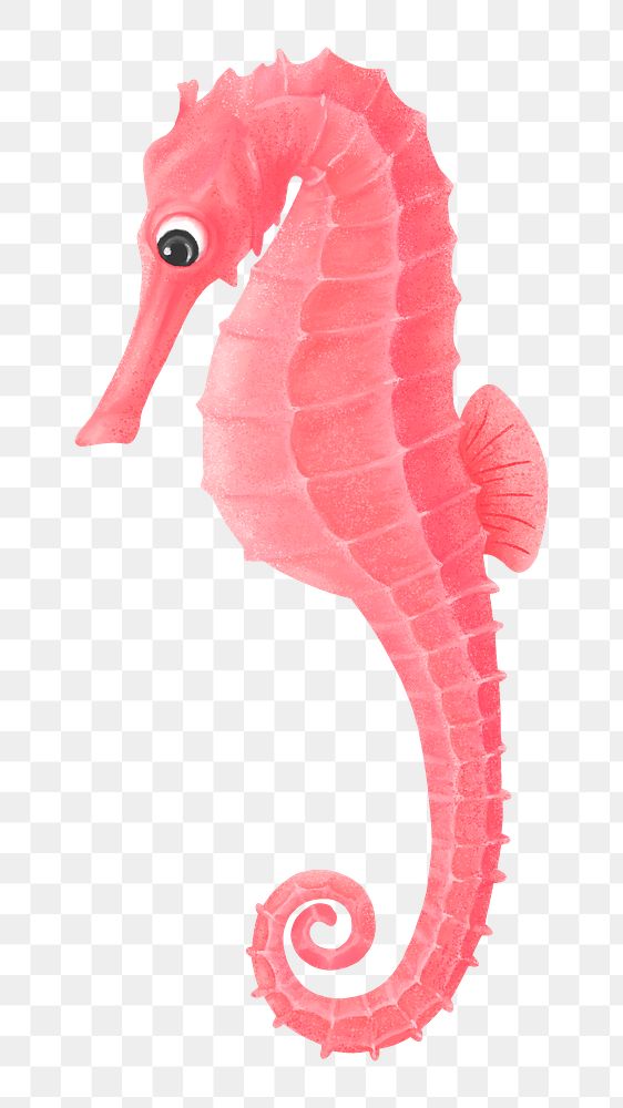 Pink seahorse png sticker, animal illustration, transparent background