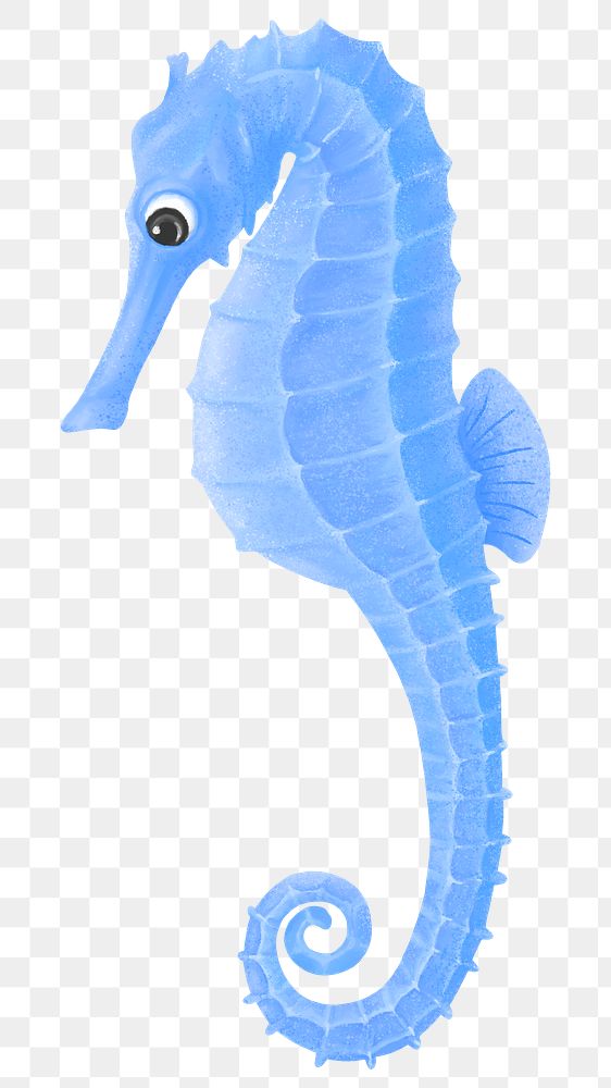 Blue seahorse png sticker, animal illustration, transparent background