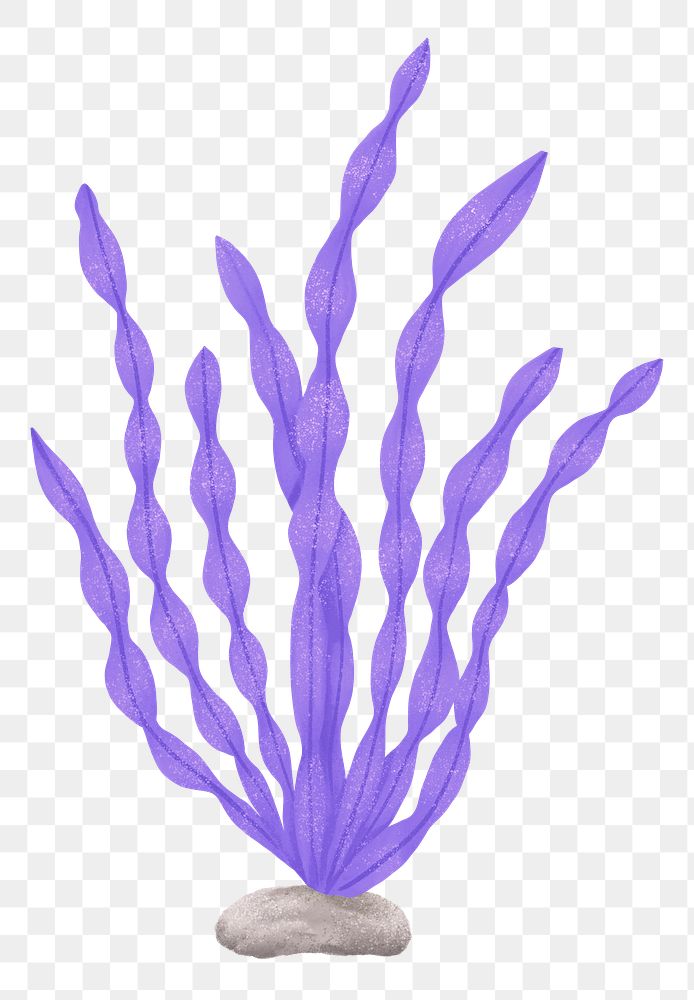 Purple ocean plant png sticker, nature illustration, transparent background