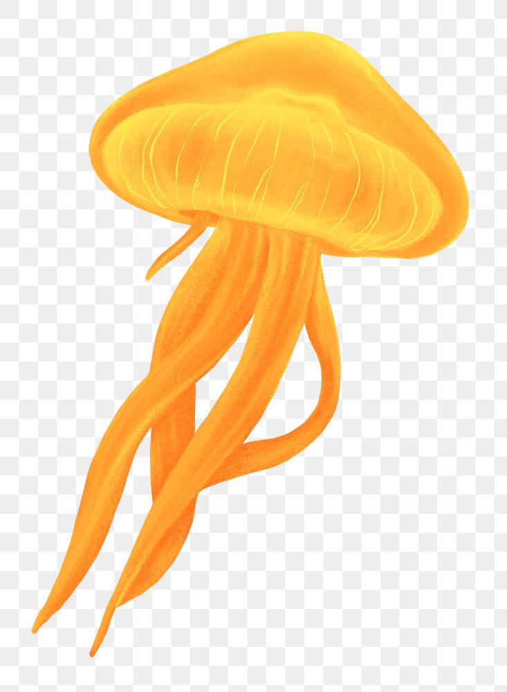 Orange jellyfish png sticker, animal illustration, transparent background