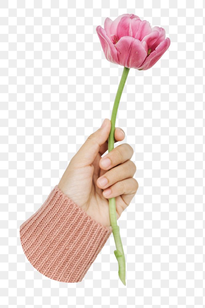 Hand holding flower png sticker, transparent background