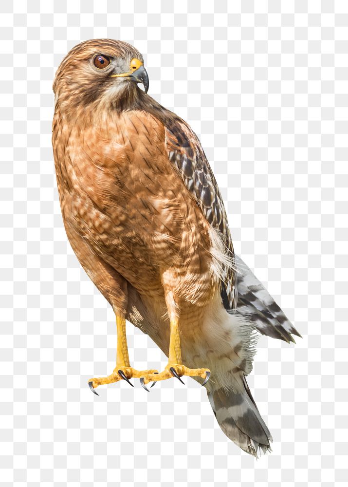 Hawk bird png, transparent background