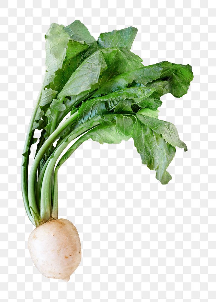 Turnip png collage element on transparent background