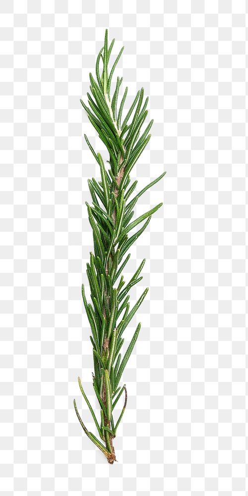 Rosemary png collage element on transparent background