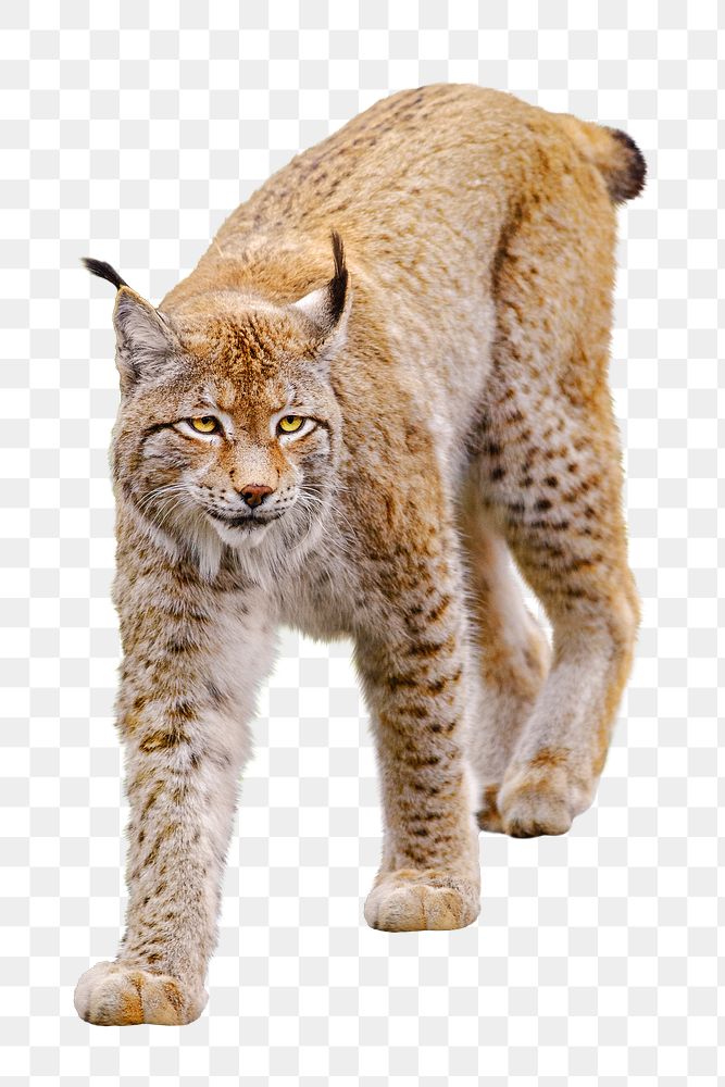 Wildlife lynx png mammal, transparent background