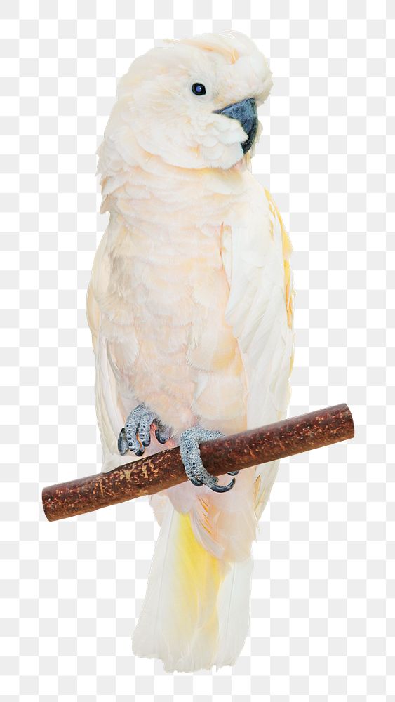 Cockatoo parrot png wild bird, transparent background