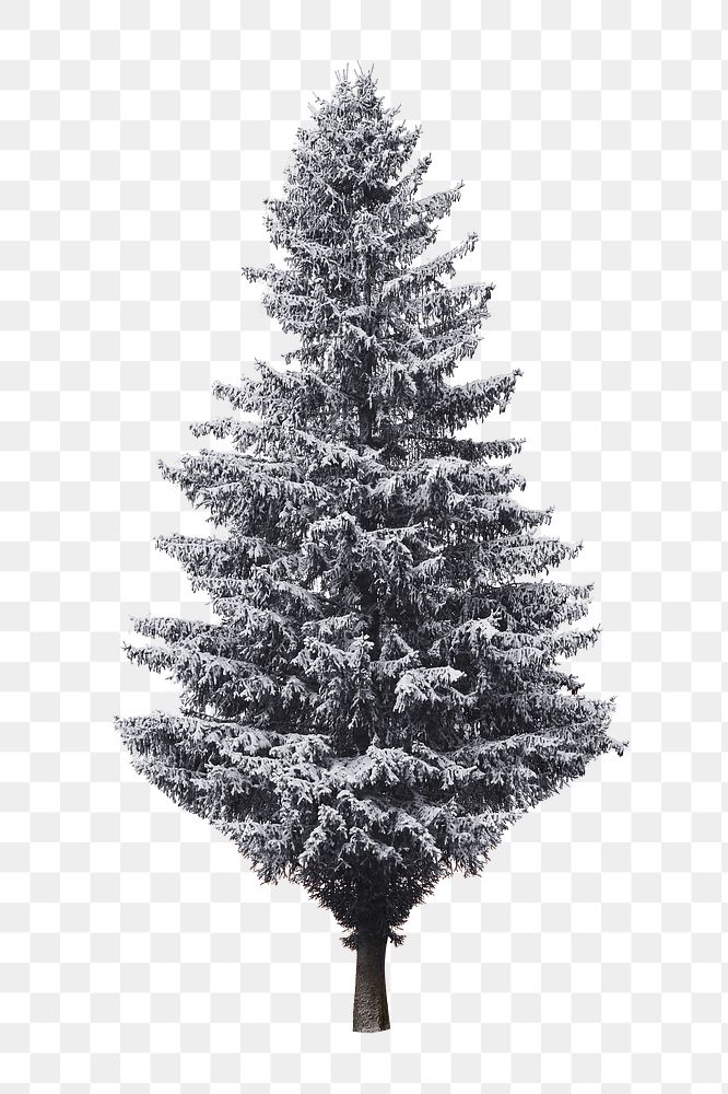 Winter pine tree png, transparent background