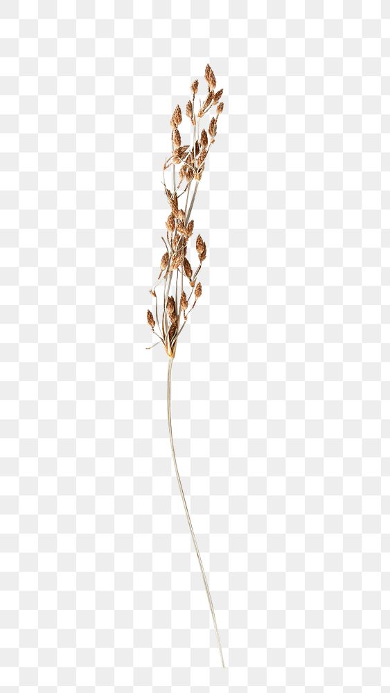 Dried flower png, transparent background