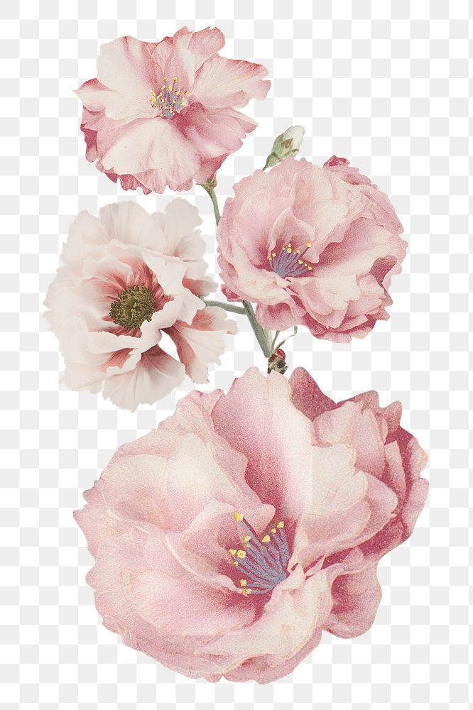 Png pastel pink flower illustration, vintage element on transparent background