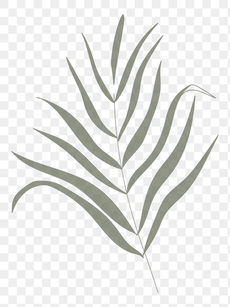 Green leaf aesthetic png, transparent background