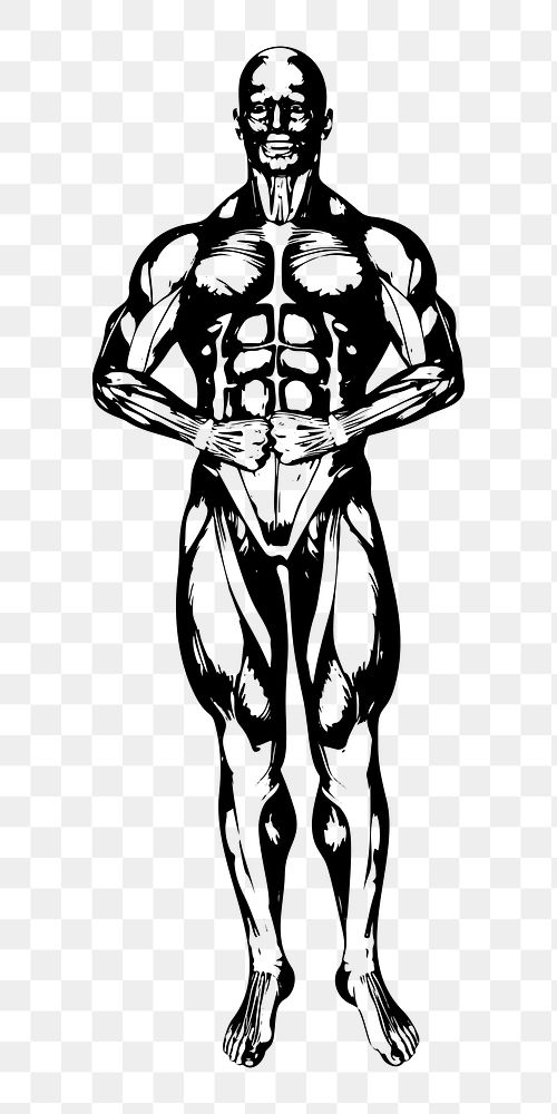 Muscular body sketch png clipart, transparent background. Free public domain CC0 image.