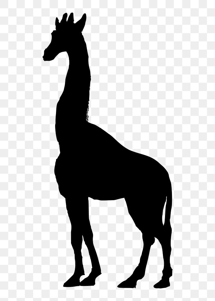 Giraffe png illustration, transparent background. Free public domain CC0 image.