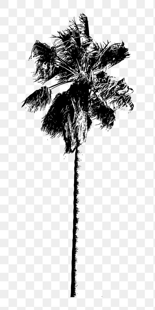 Png palm tree clipart, transparent background. Free public domain CC0 image.