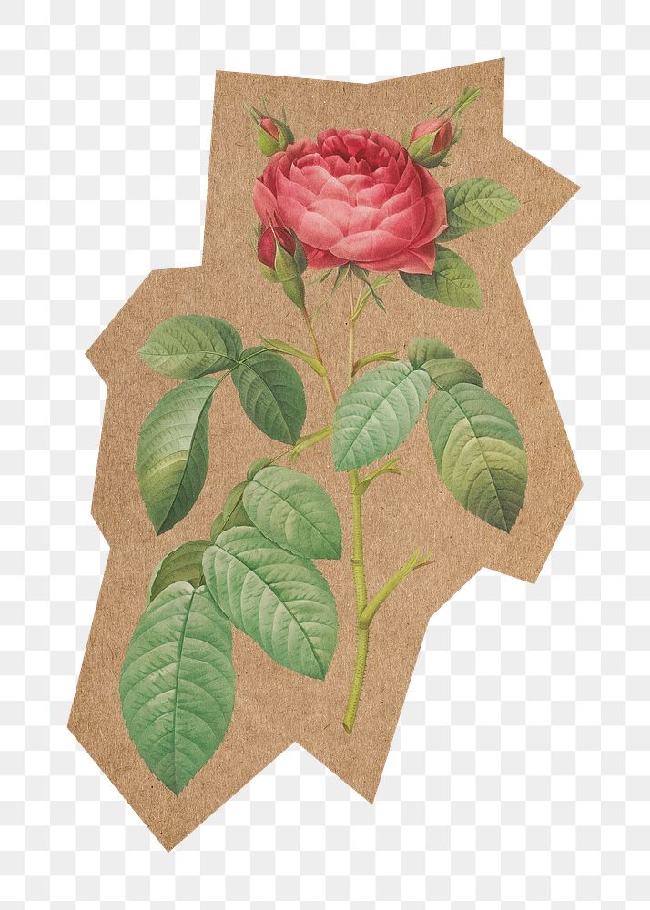 Vintage rose png, cut out paper element, transparent background. Artwork from Pierre Joseph Redouté remixed by rawpixel.
