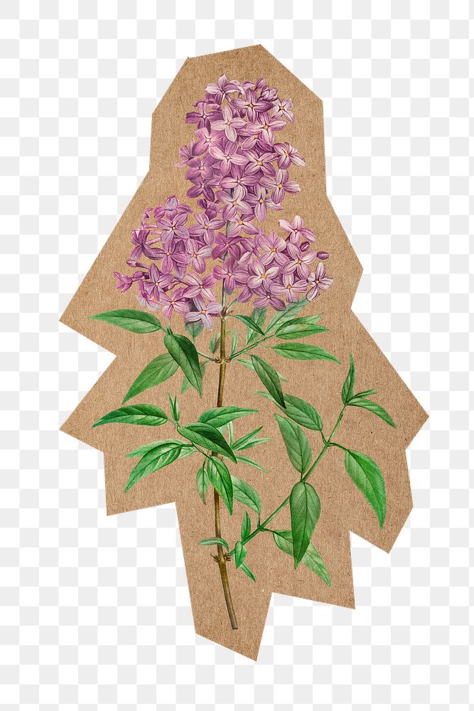 Vintage blooming lilac png, cut out paper element, transparent background. Artwork from Pierre Joseph Redouté remixed by…