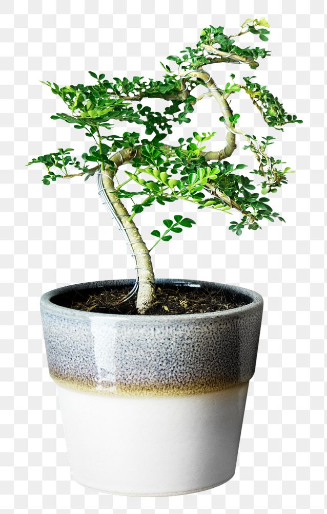 Potted Japanese plant png, transparent background