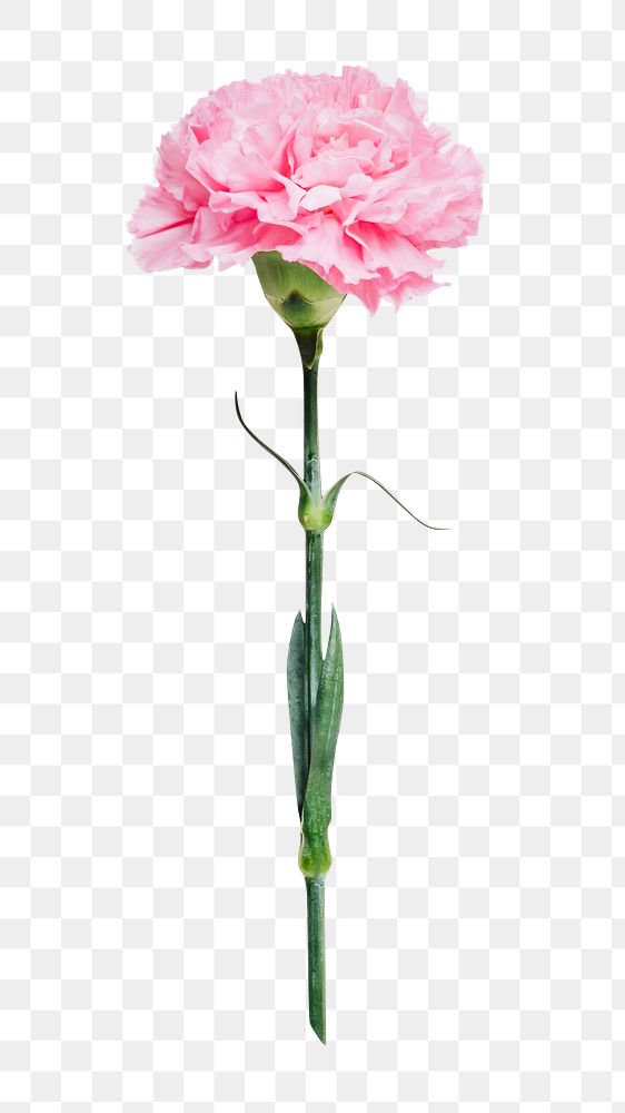 Pink png carnation flower, transparent background