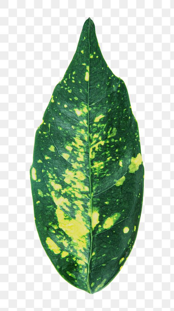 Spotted plant leaf png, transparent background