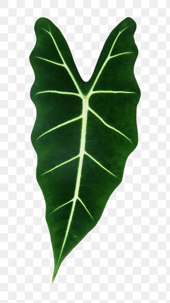 Heart shaped green leaf png, transparent background