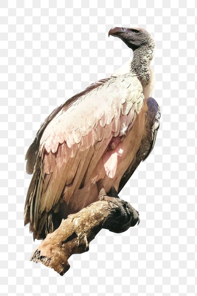 Vulture on branch png, collage element, transparent background