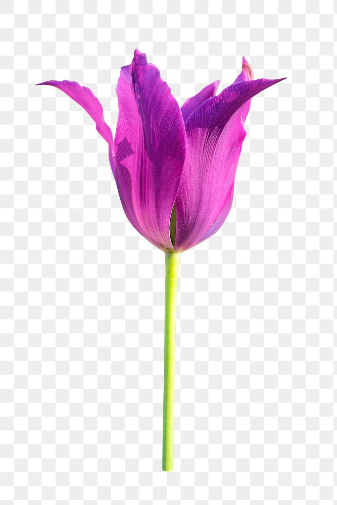Purple tulip png collage element, transparent background
