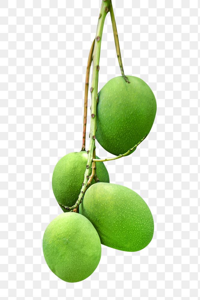 Green mango png, transparent background