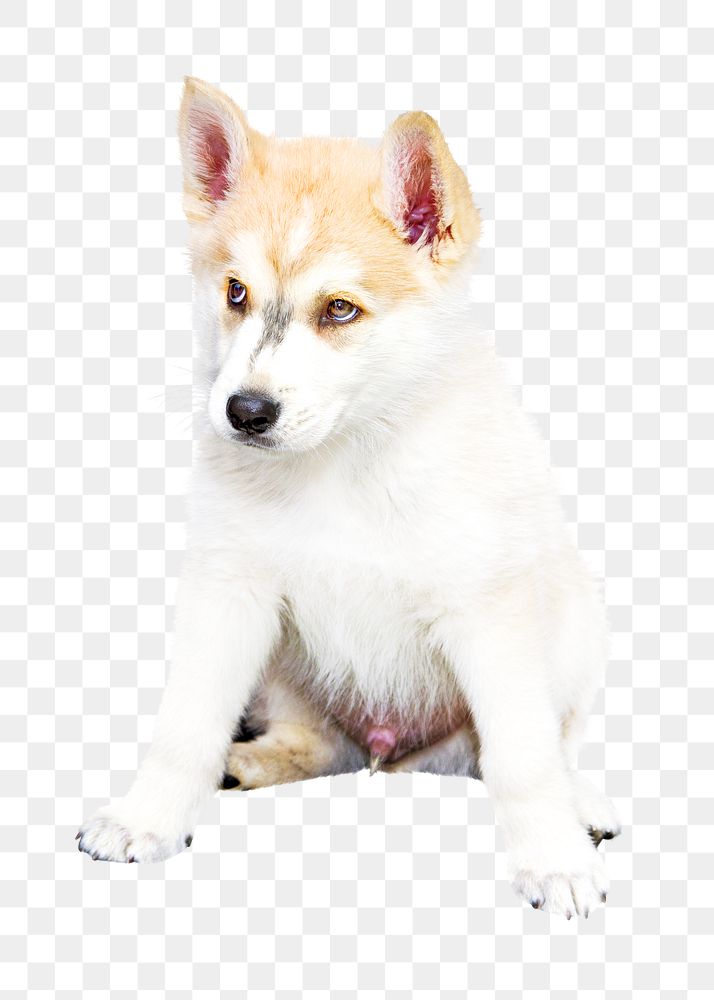 Fluffy dog png, design element, transparent background