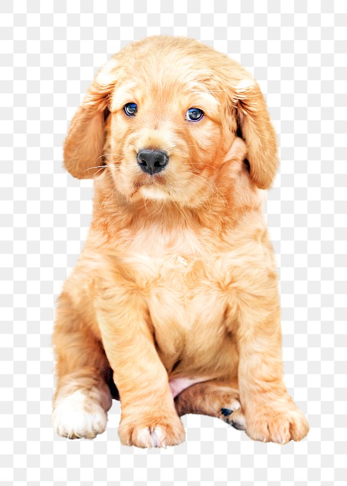 Cute puppy png, design element, transparent background