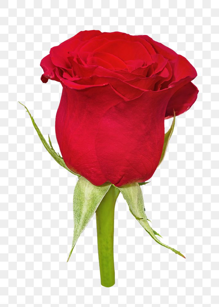 Red rose png, transparent background