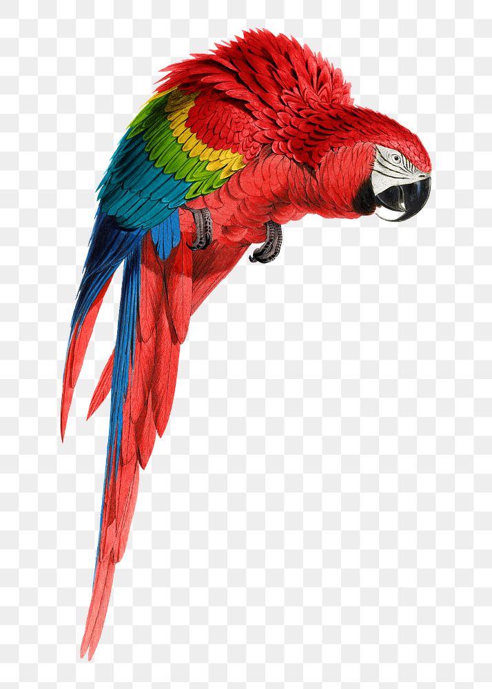 PNG Red Macaw bird illustration transparent background. Remixed by rawpixel.