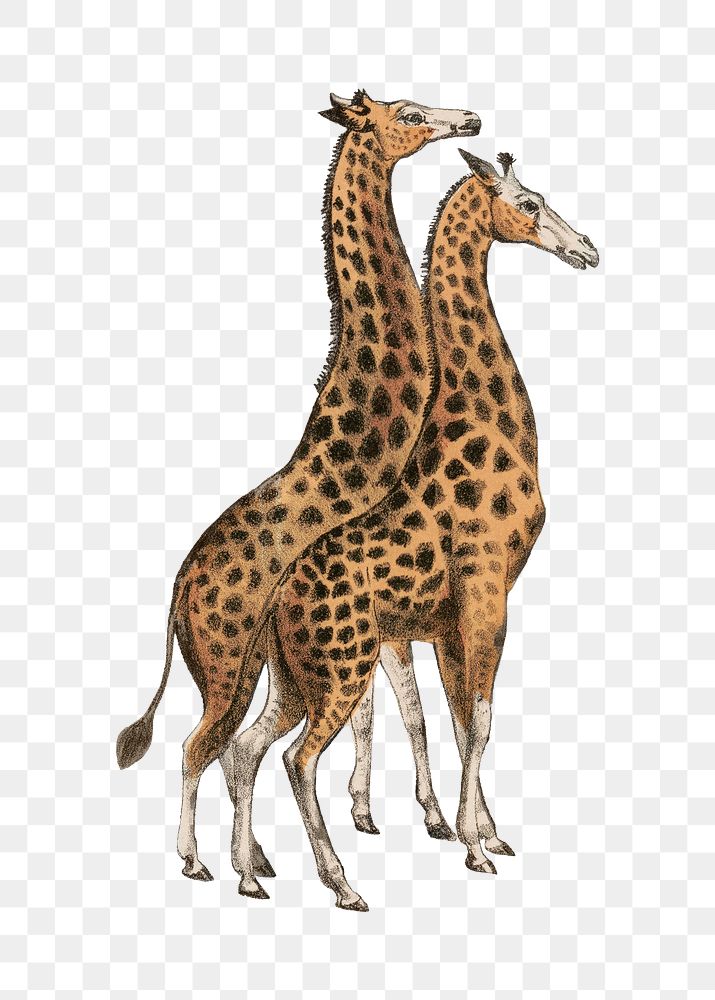 PNG Giraffe, vintage animal illustration, transparent background.  Remixed by rawpixel. 