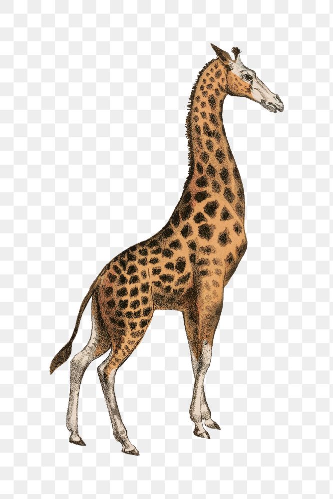 PNG Giraffe, vintage animal illustration, transparent background.  Remixed by rawpixel. 