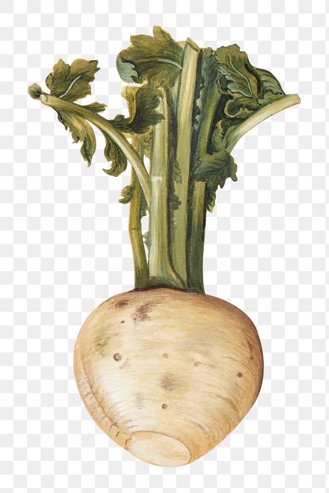 PNG Turnip, vegetable illustration by Johanna Fosie, transparent background.  Remixed by rawpixel. 