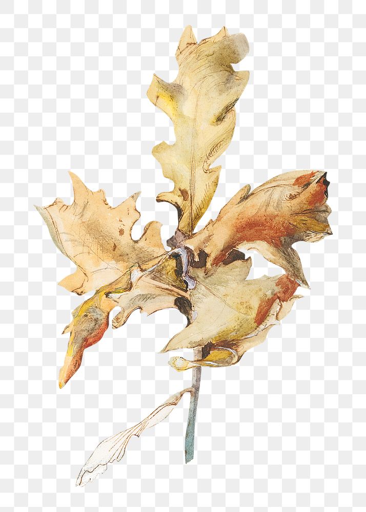PNG Autumn oak leaf, botanical illustration by John Ruskin, transparent background.  Remixed by rawpixel. 