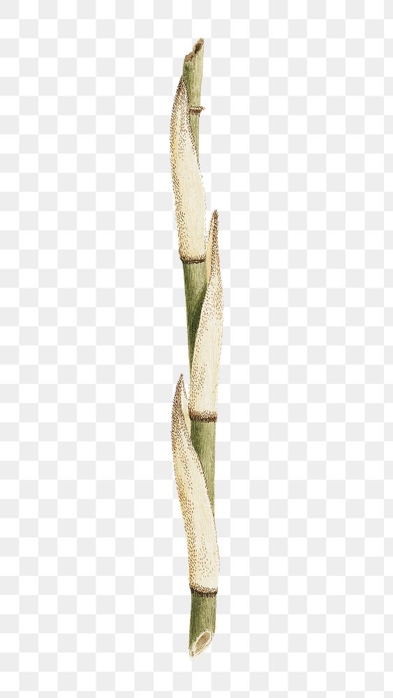 PNG Bamboo tree, vintage botanical illustration by James Bruce, transparent background.  Remixed by rawpixel. 